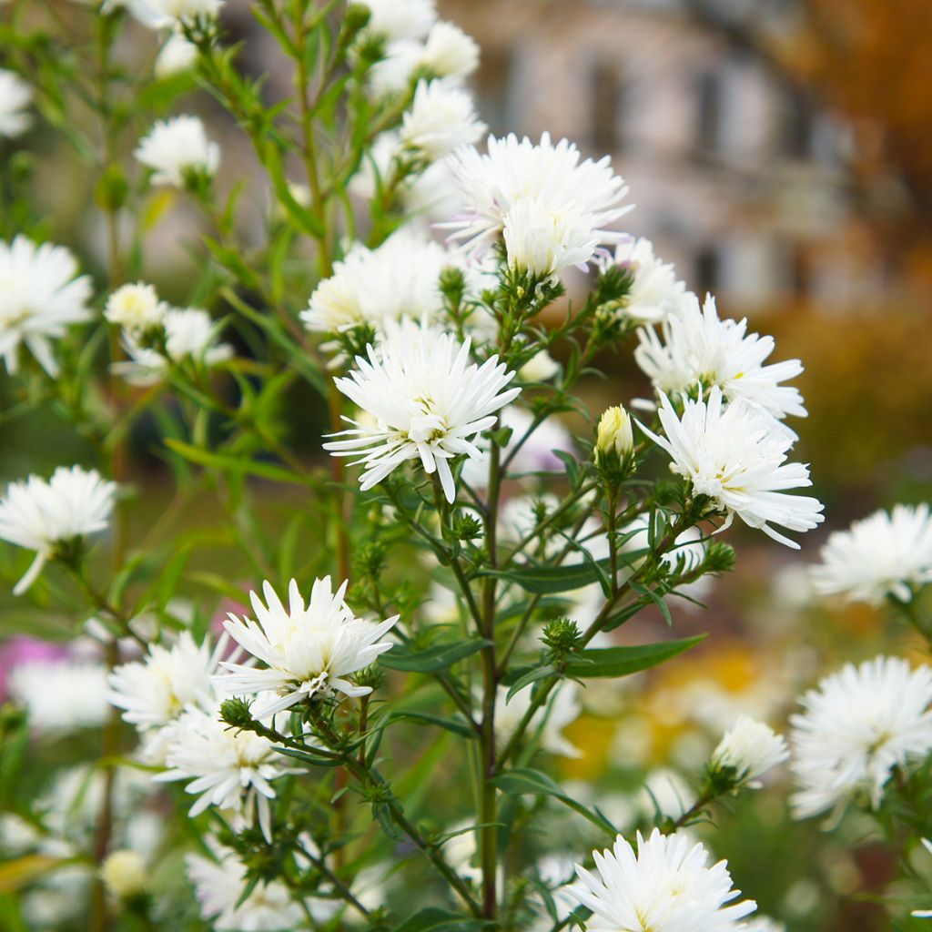 Aster novi-belgii White Ladies