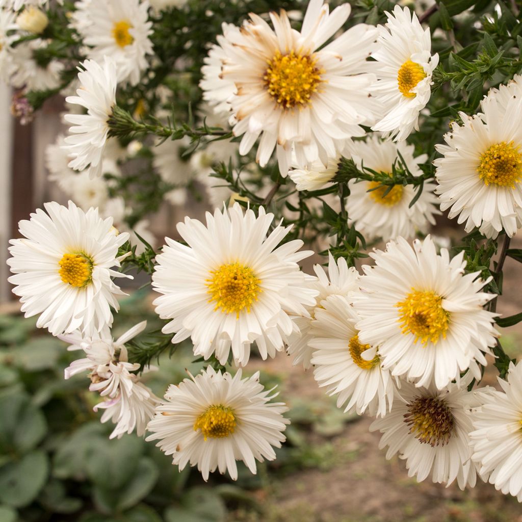 Aster novi-belgii White Ladies