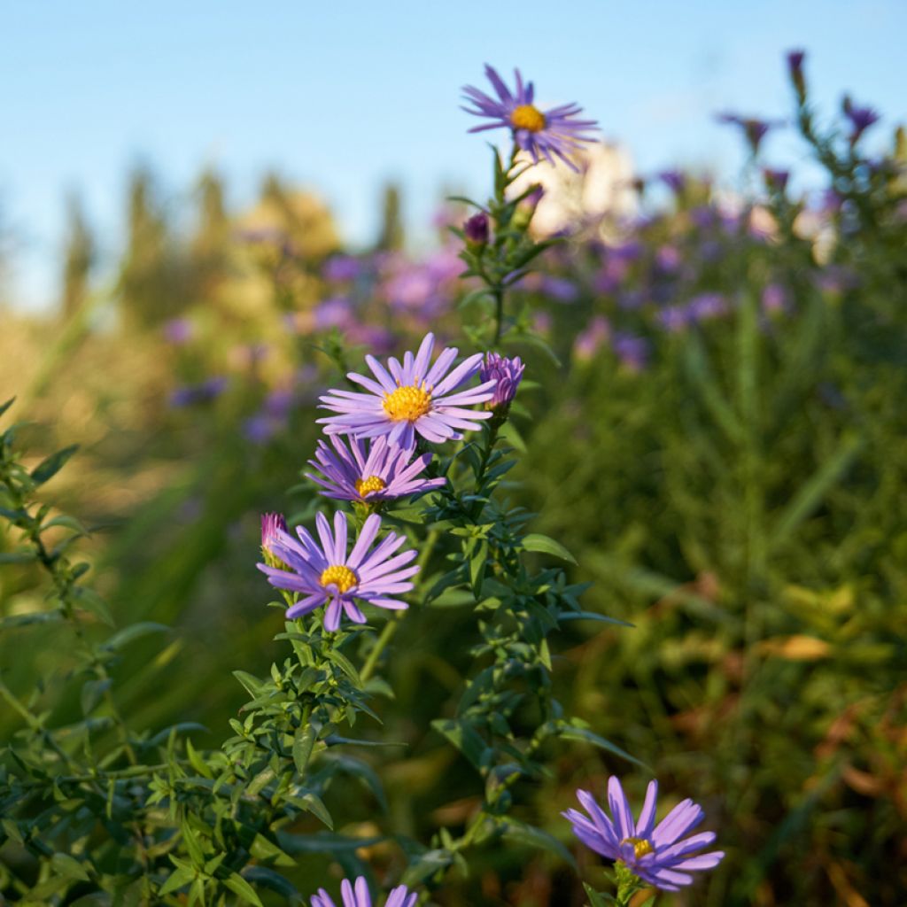 Aster oblongifolius October Skies - Symphyotrichum oblongifolium