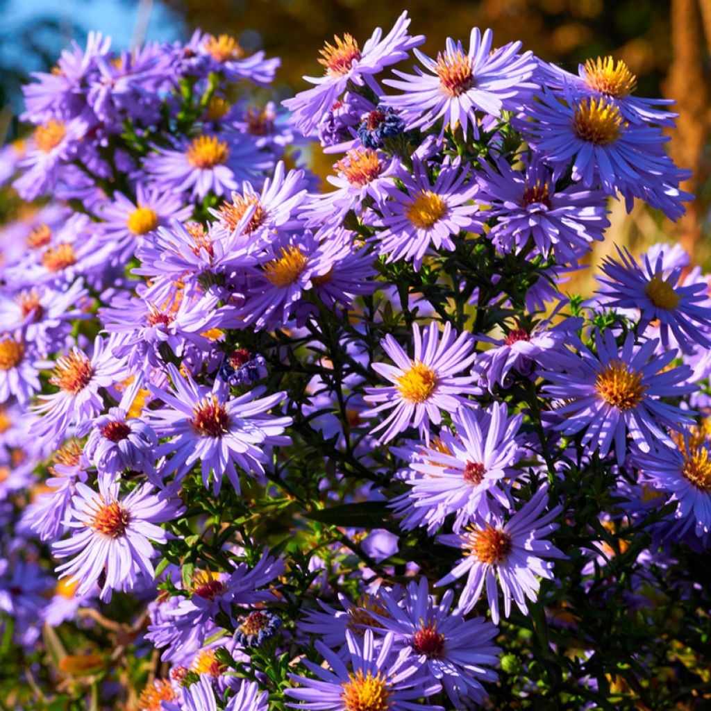 Aster oblongifolius October Skies - Symphyotrichum oblongifolium