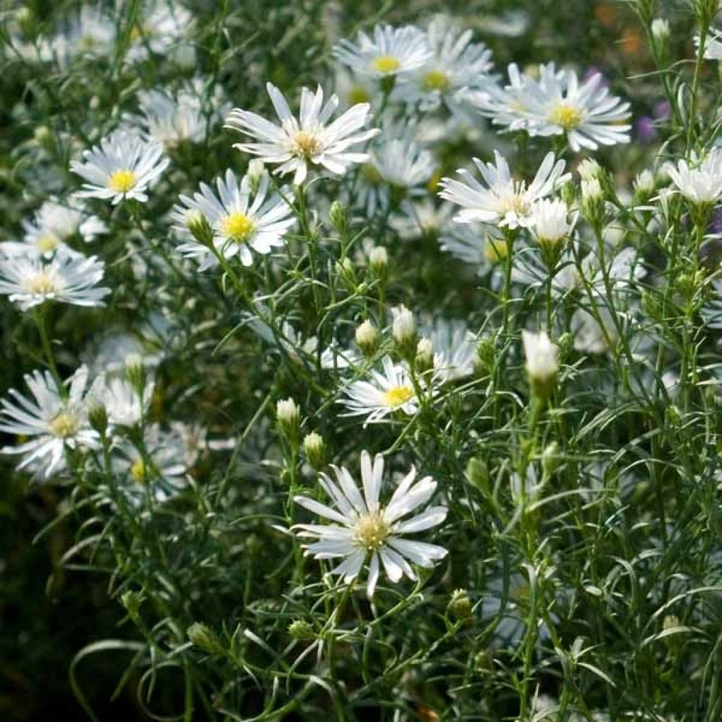 Aster pringlei Monte Cassino