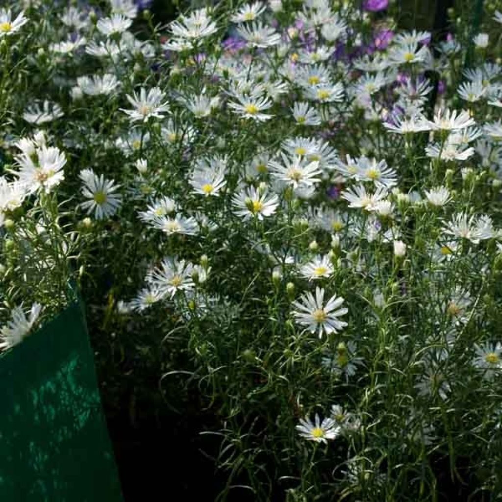 Aster pringlei Monte Cassino