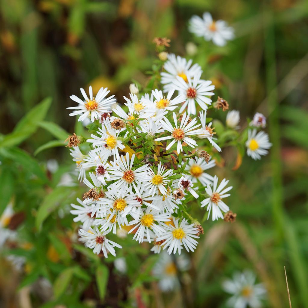 Aster pringlei Monte Cassino