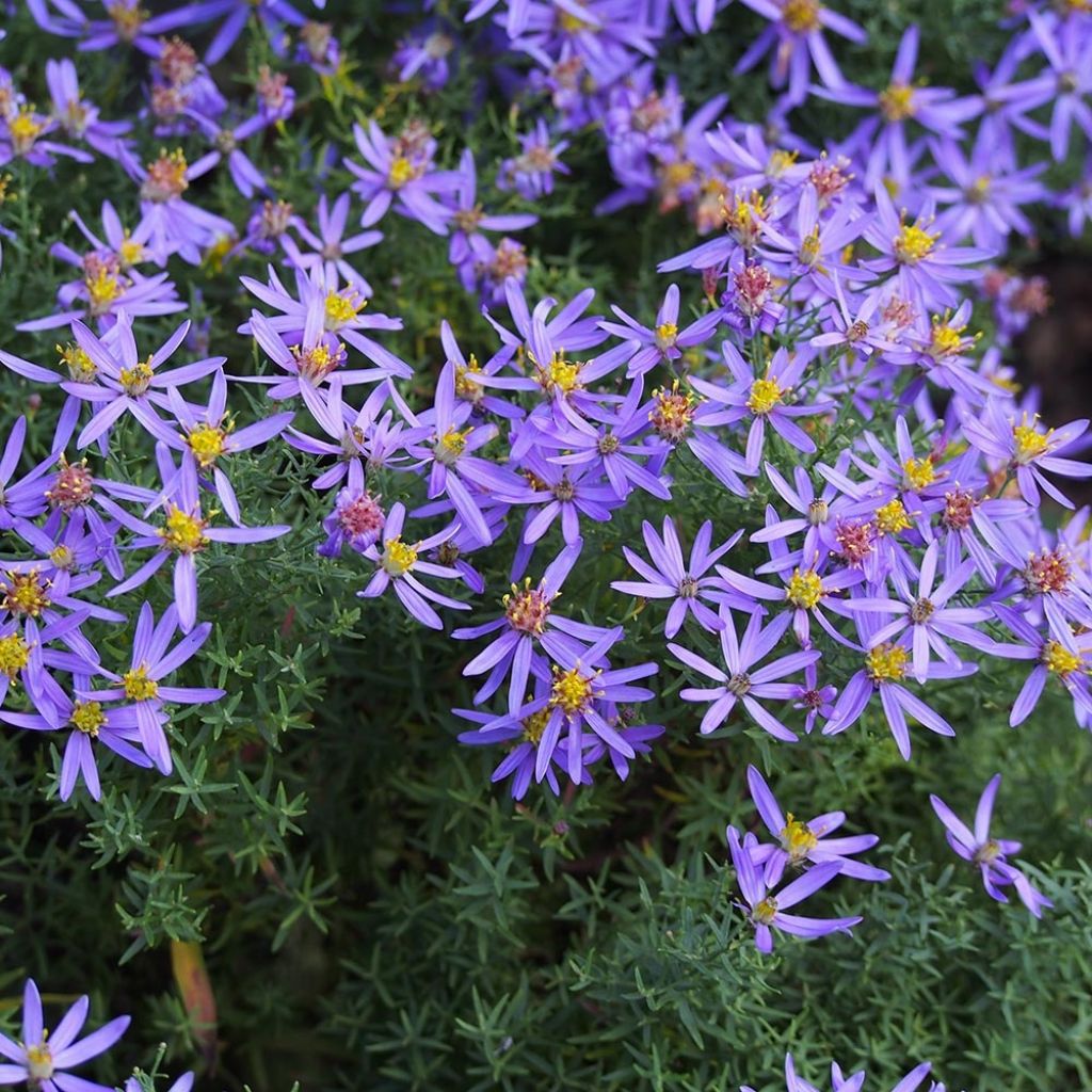 Aster à feuilles de sedum Nanus - Aster sedifolius