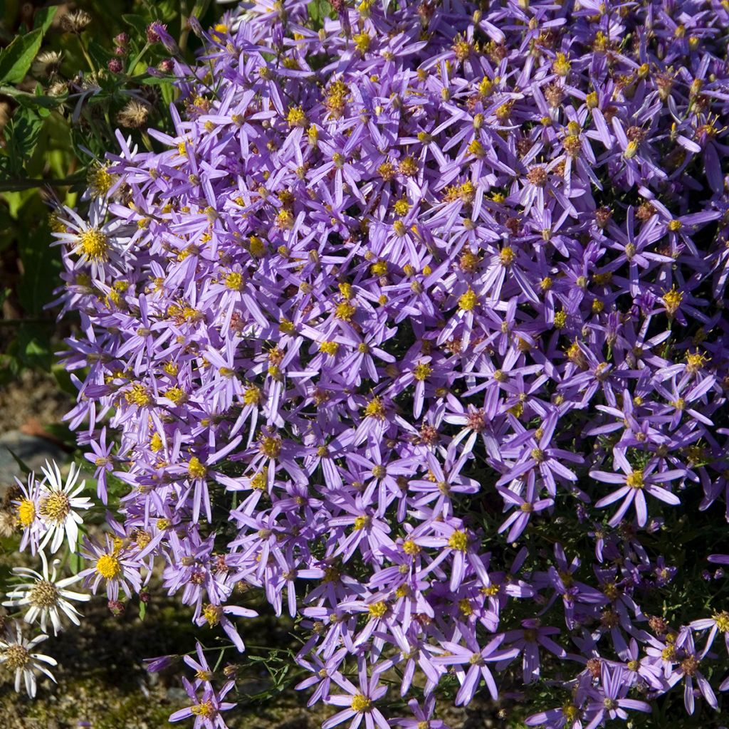 Aster sedifolius Nanus