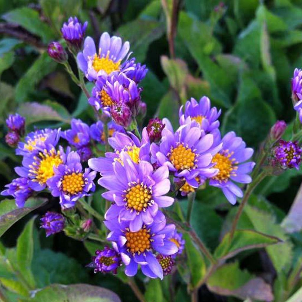 Aster tataricus Jindai - Aster de Tartarie