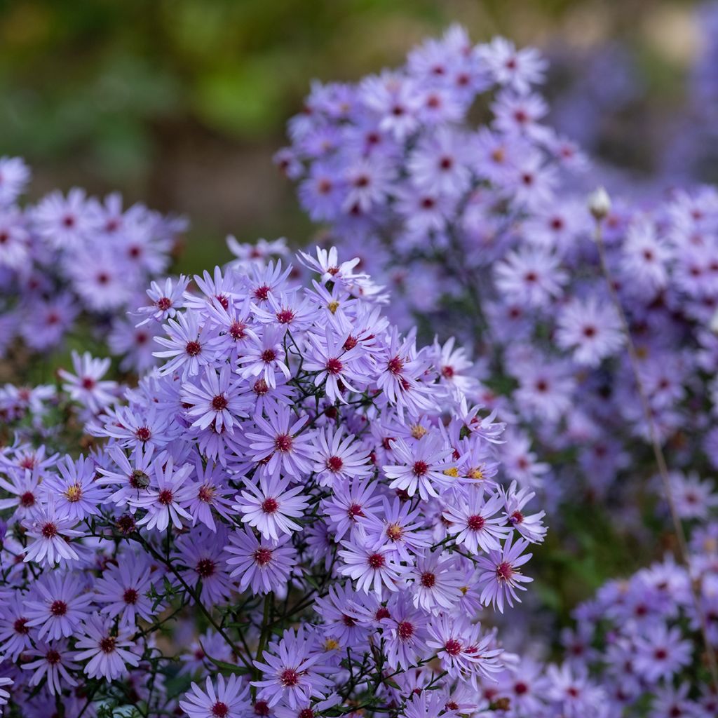 Aster tataricus Jindai