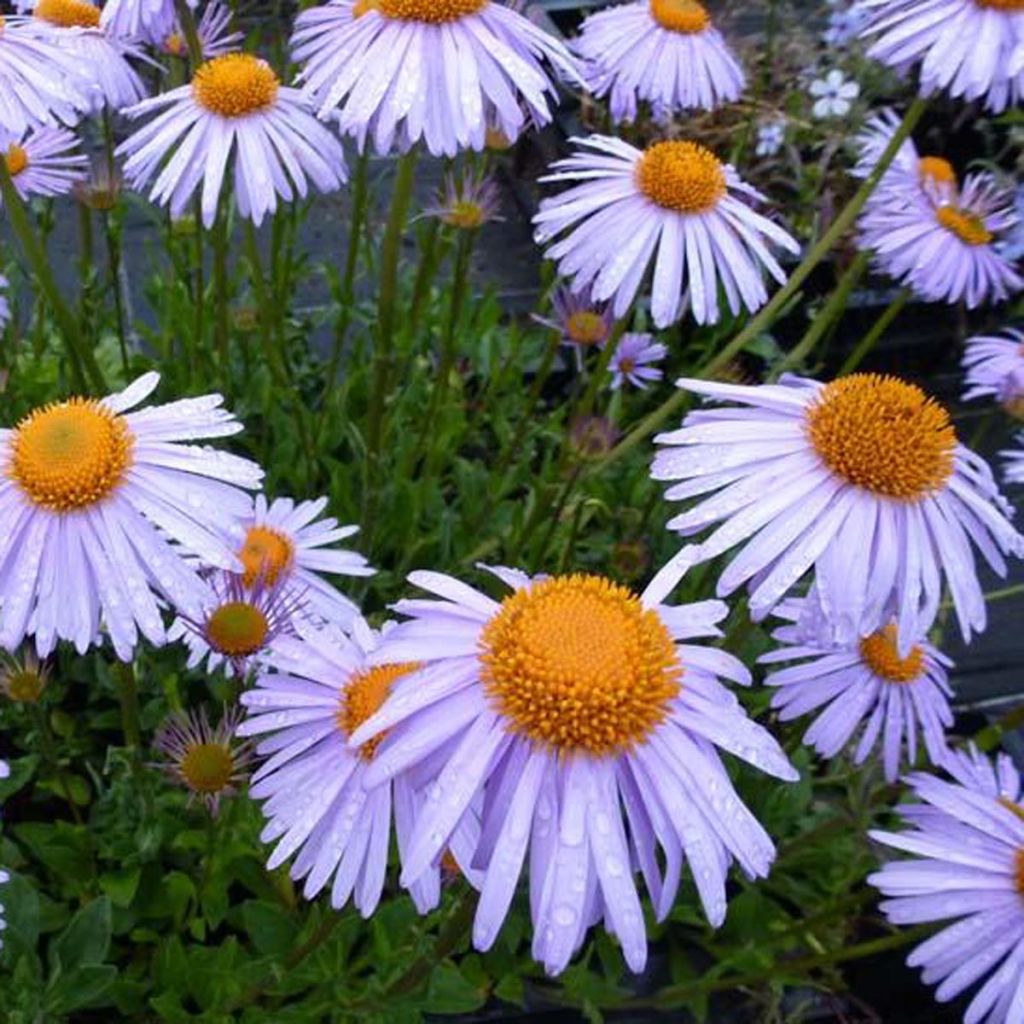 Aster tongolensis Berggarten - Aster de Printemps