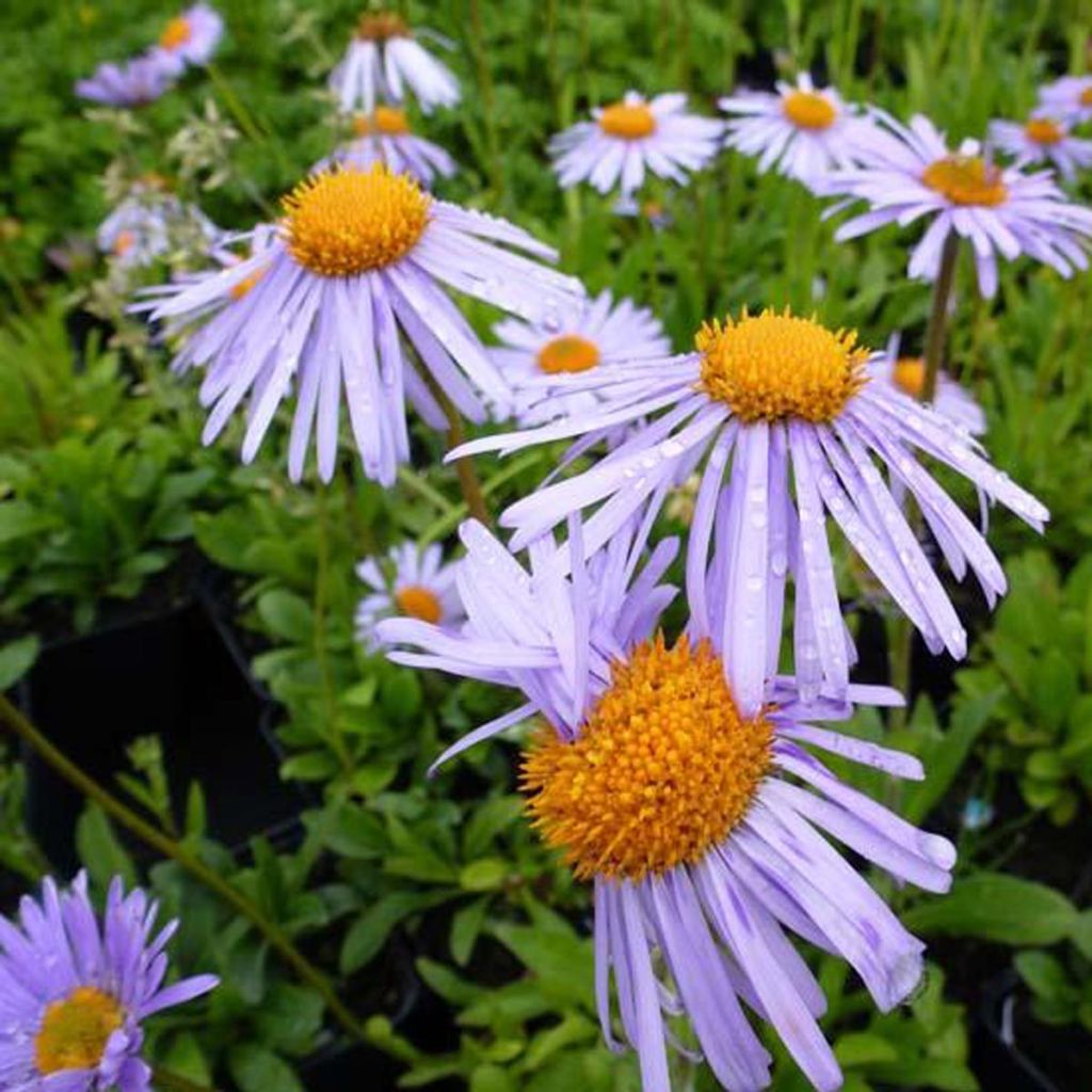 Aster tongolensis Wartburgstern - Aster de Printemps