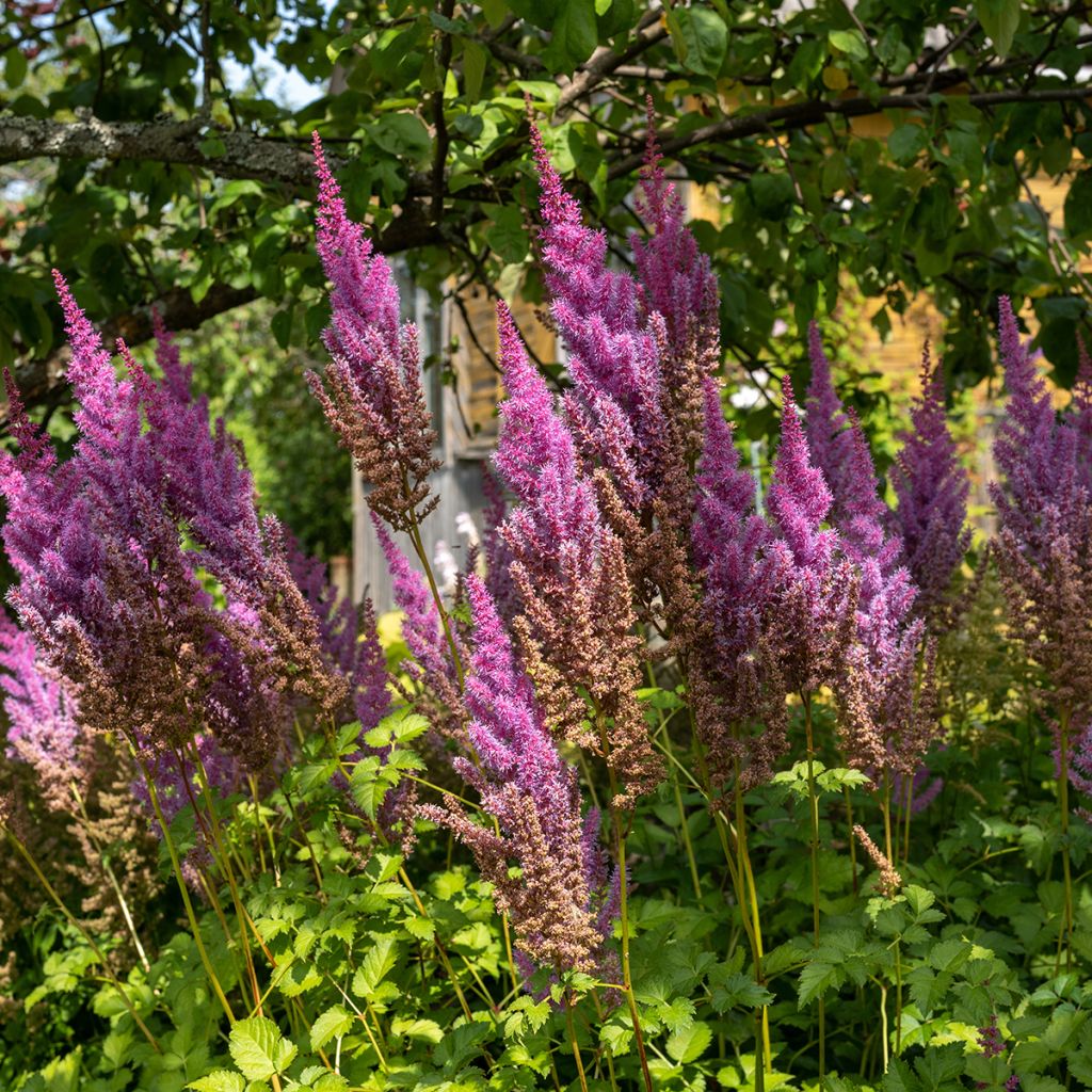 Astilbe chinensis Purpurkerze