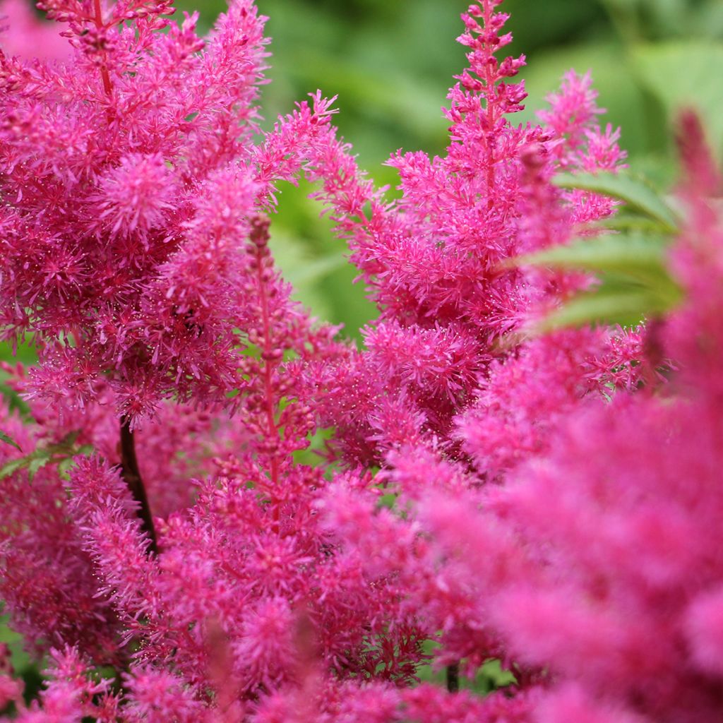 Astilbe chinensis Vision in Pink