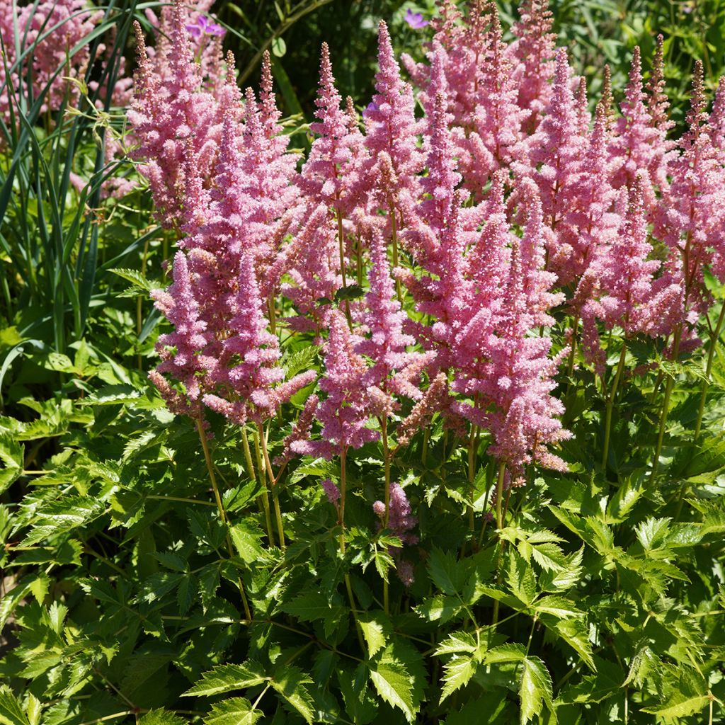 Astilbe chinensis Vision in Pink