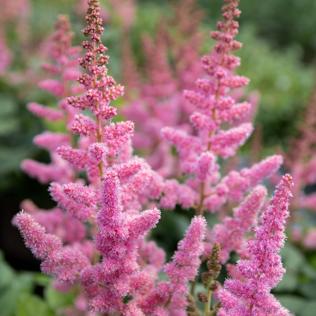 Astilbe chinensis Vision in Pink