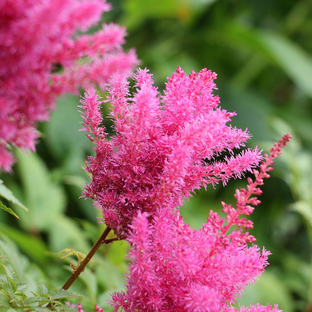 Astilbe chinensis Vision in Pink