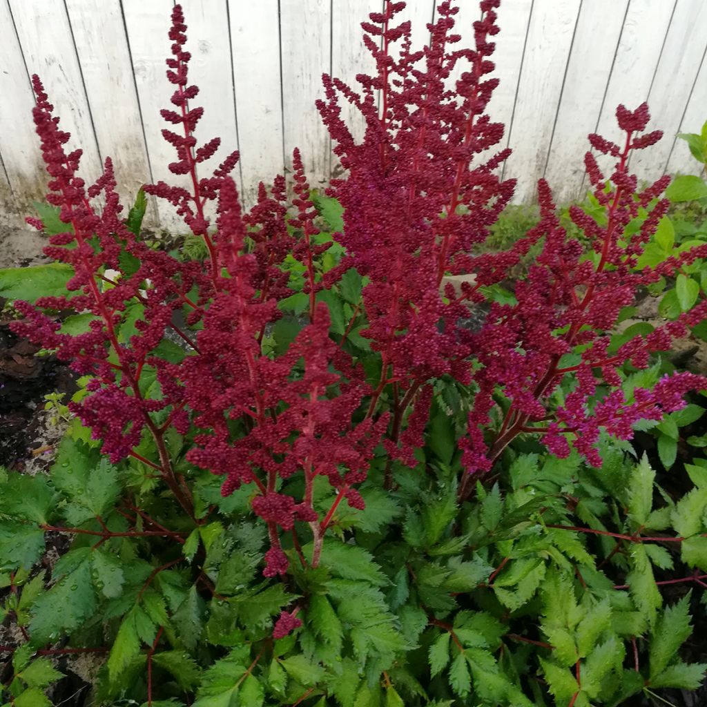 Astilbe chinensis 'Vision in Red'