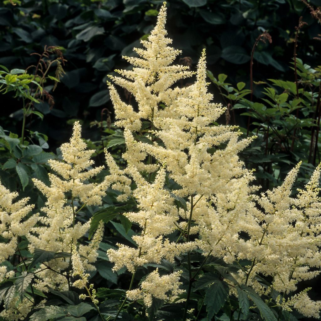 Astilbe japonica 'Washington'