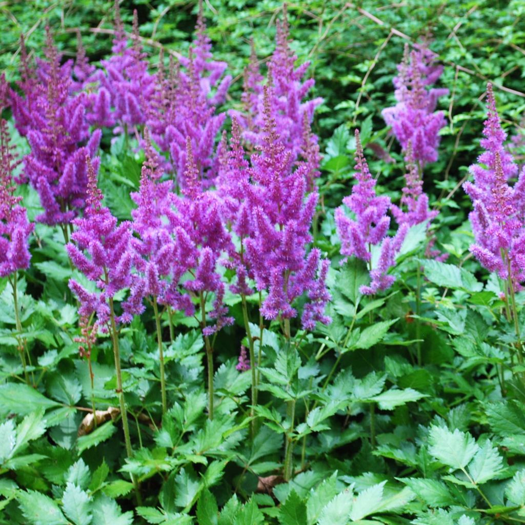 Astilbe arendsii Amethyst