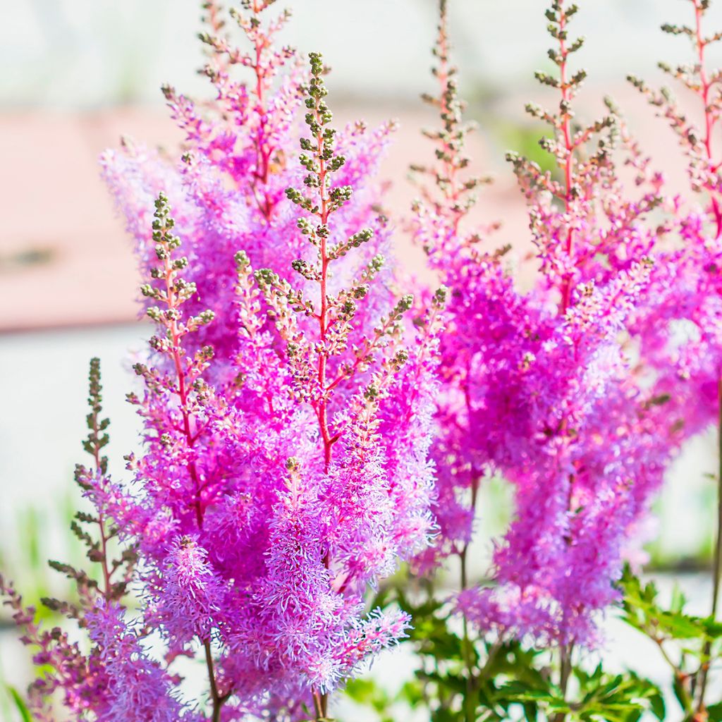 Astilbe arendsii Amethyst