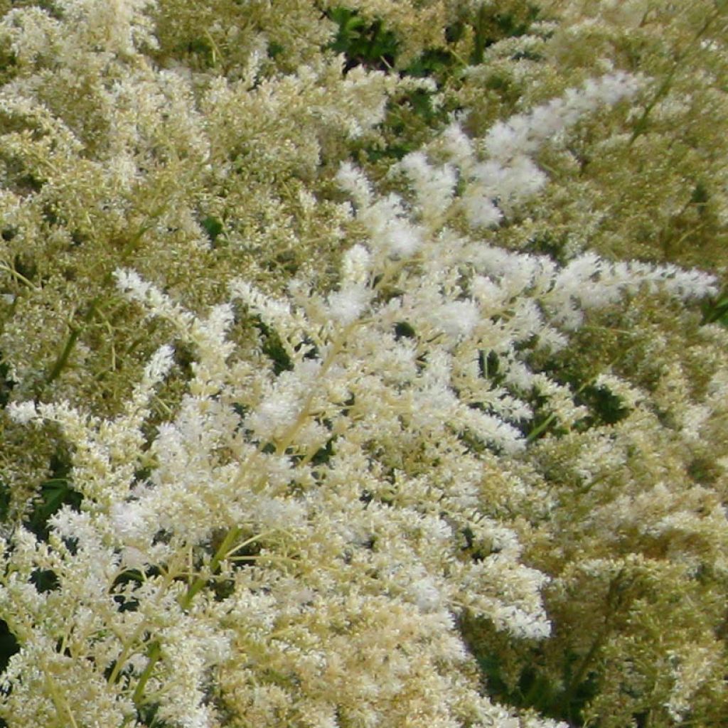 Astilbe arendsii Brautschleier