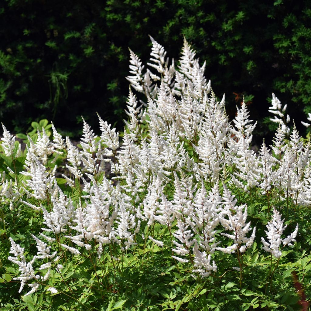 Astilbe arendsii Brautschleier