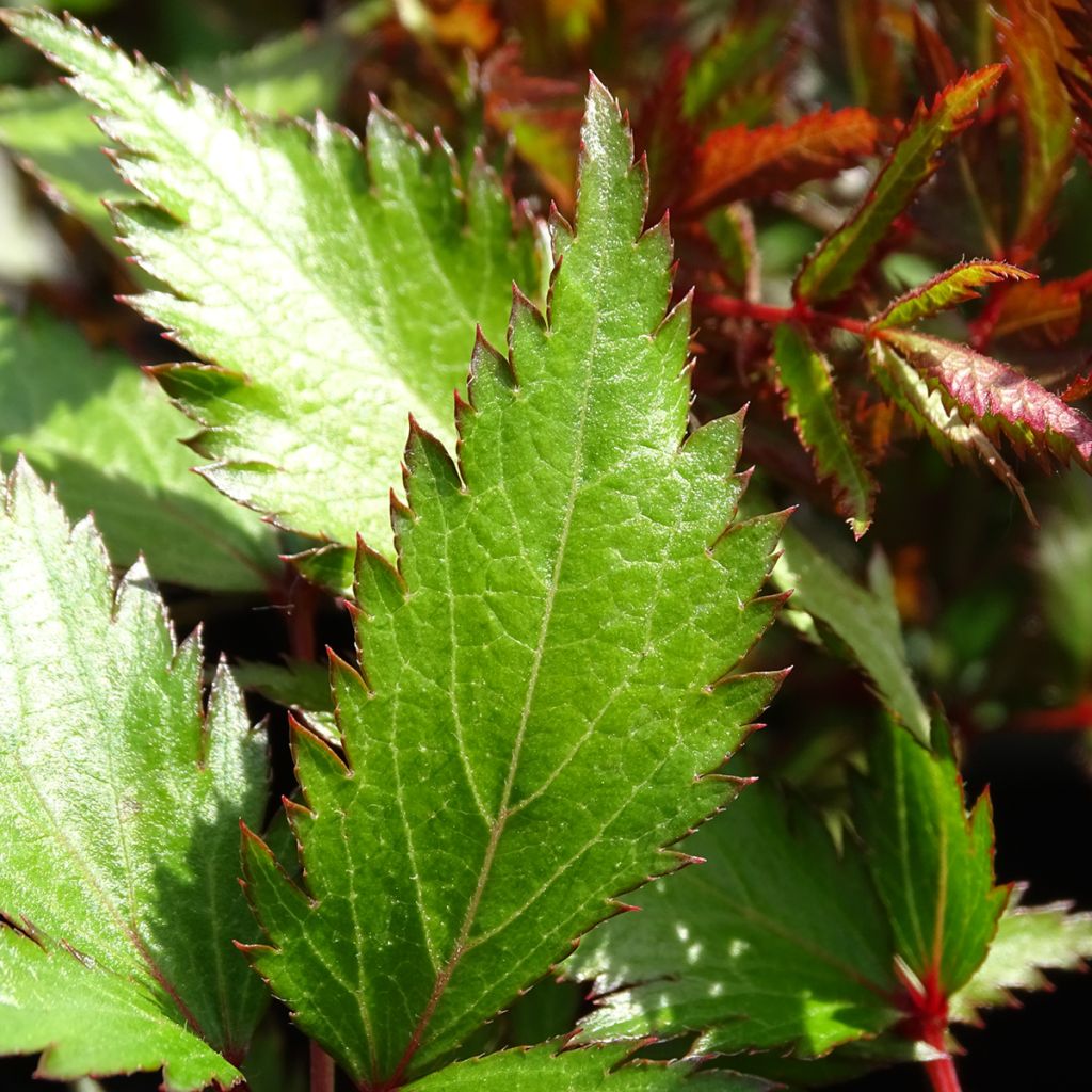 Astilbe arendsii Bressingham Beauty