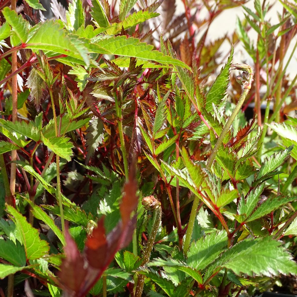 Astilbe arendsii Bressingham Beauty