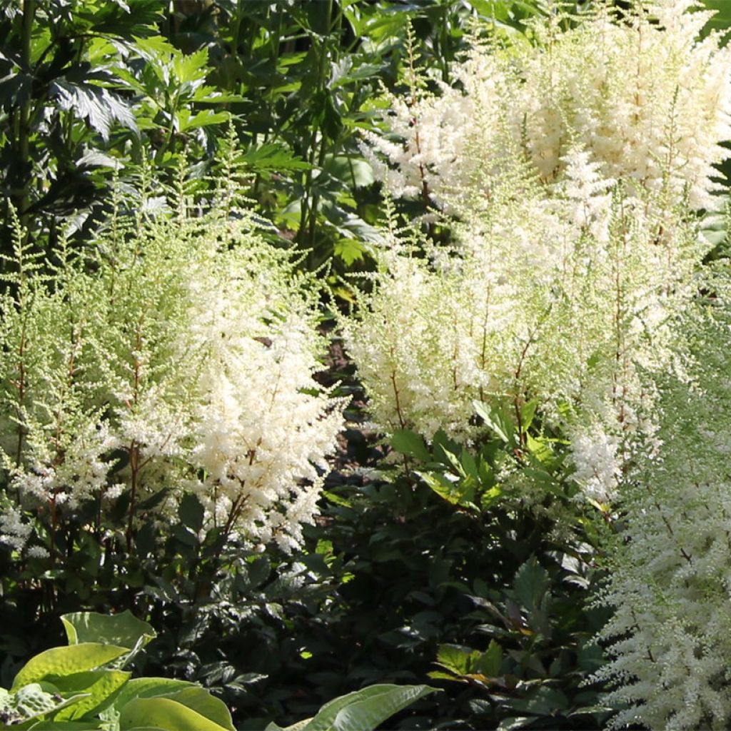 Astilbe arendsii Ellie