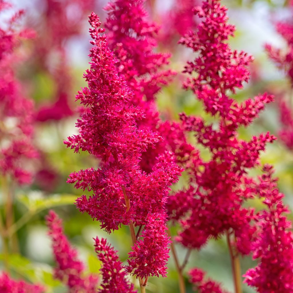 Astilbe Fanal