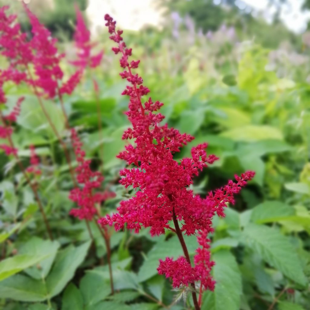 Astilbe Fanal