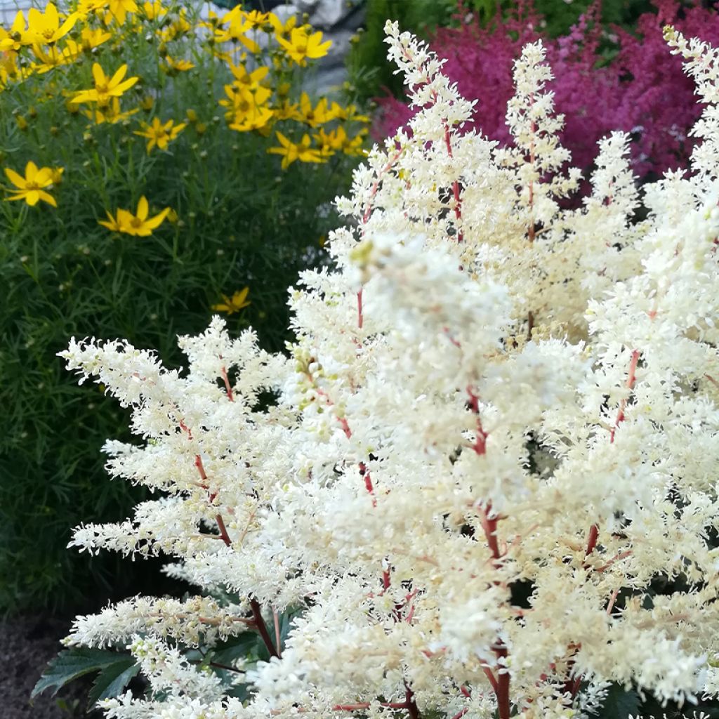 Astilbe Rock and Roll