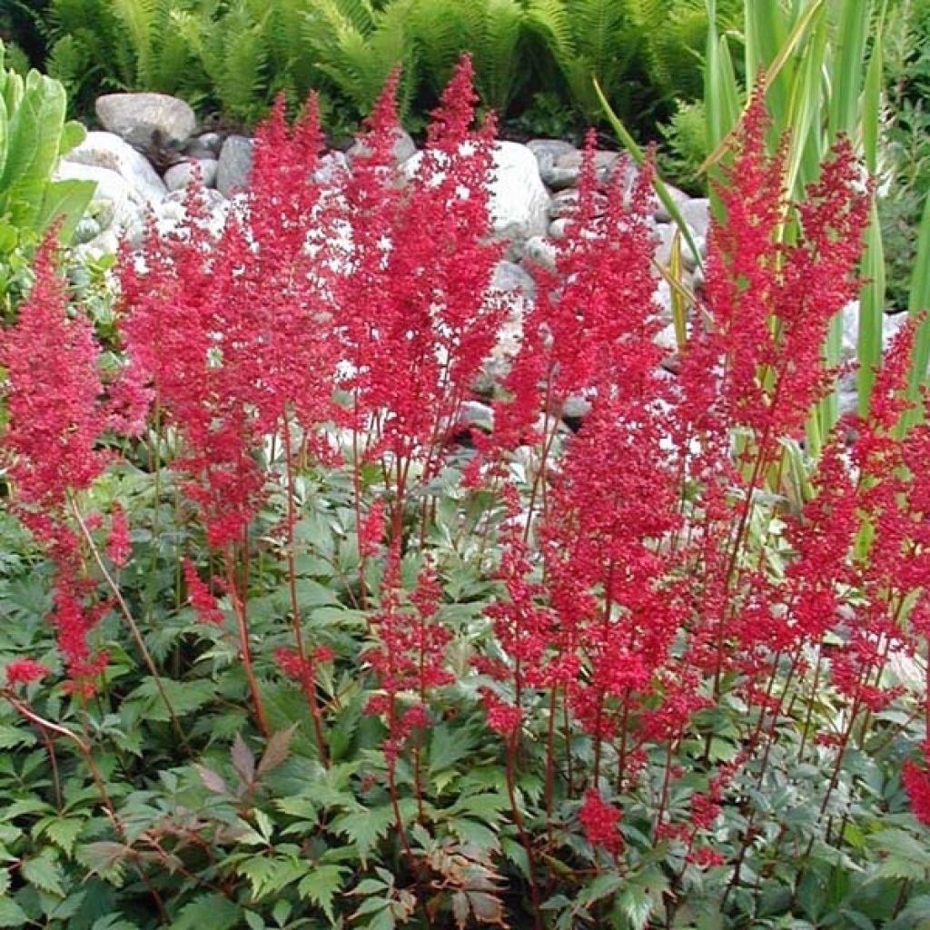 Astilbe arendsii Fanal