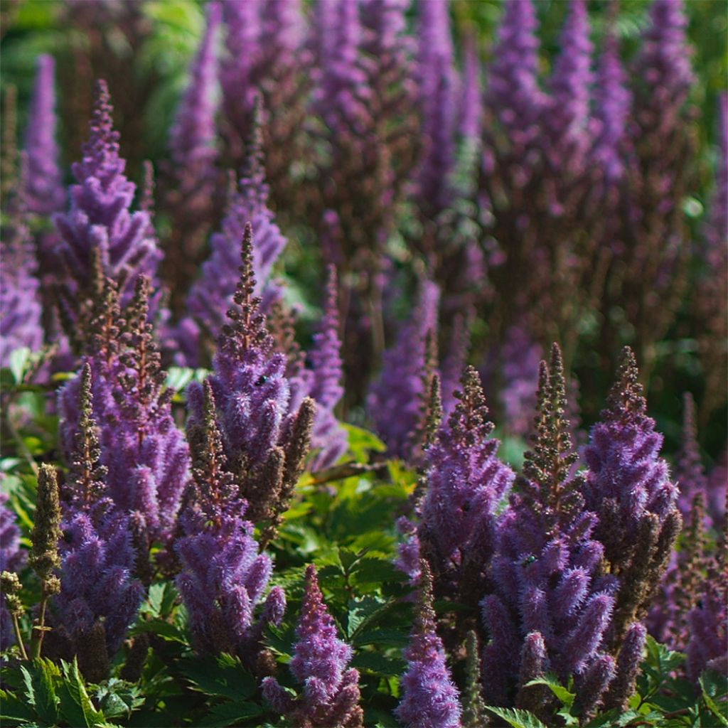 Astilbe chinensis Pumila - Astilbe de Chine Pumila