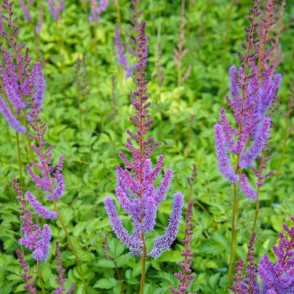 Astilbe chinensis Pumila