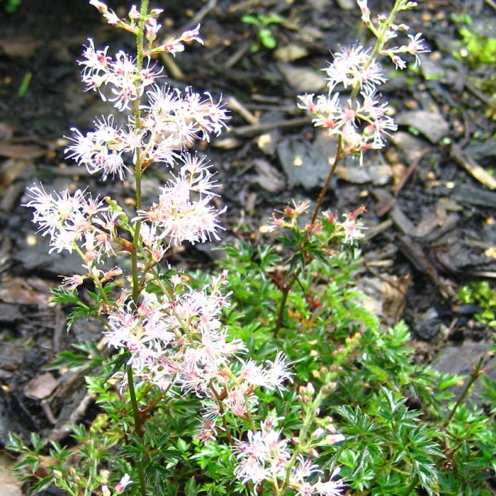 Astilbe glaberrima ssp. saxosa