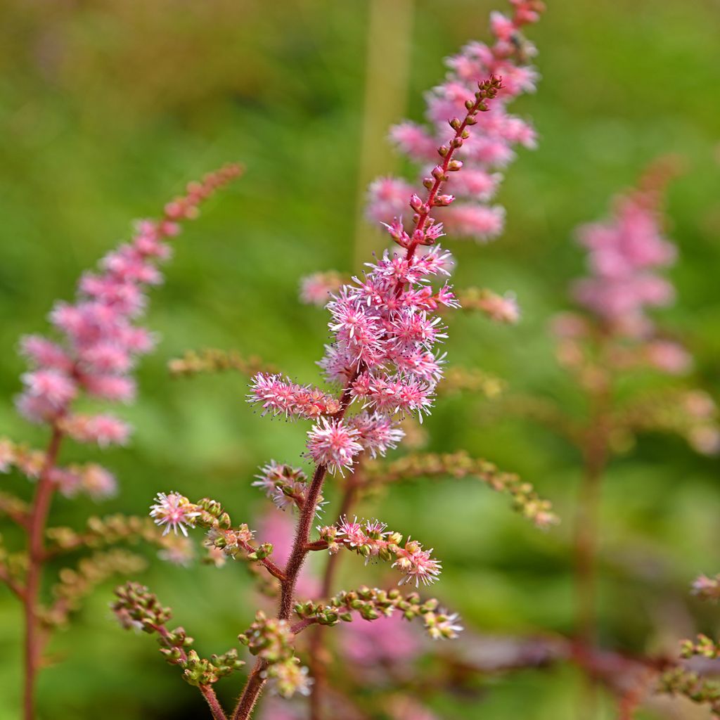 Astilbe Delft Lace - Japanese Astilbe