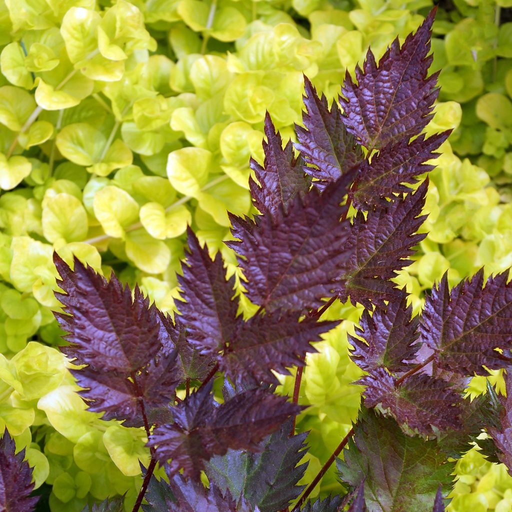 Astilbe Delft Lace - Japanese Astilbe