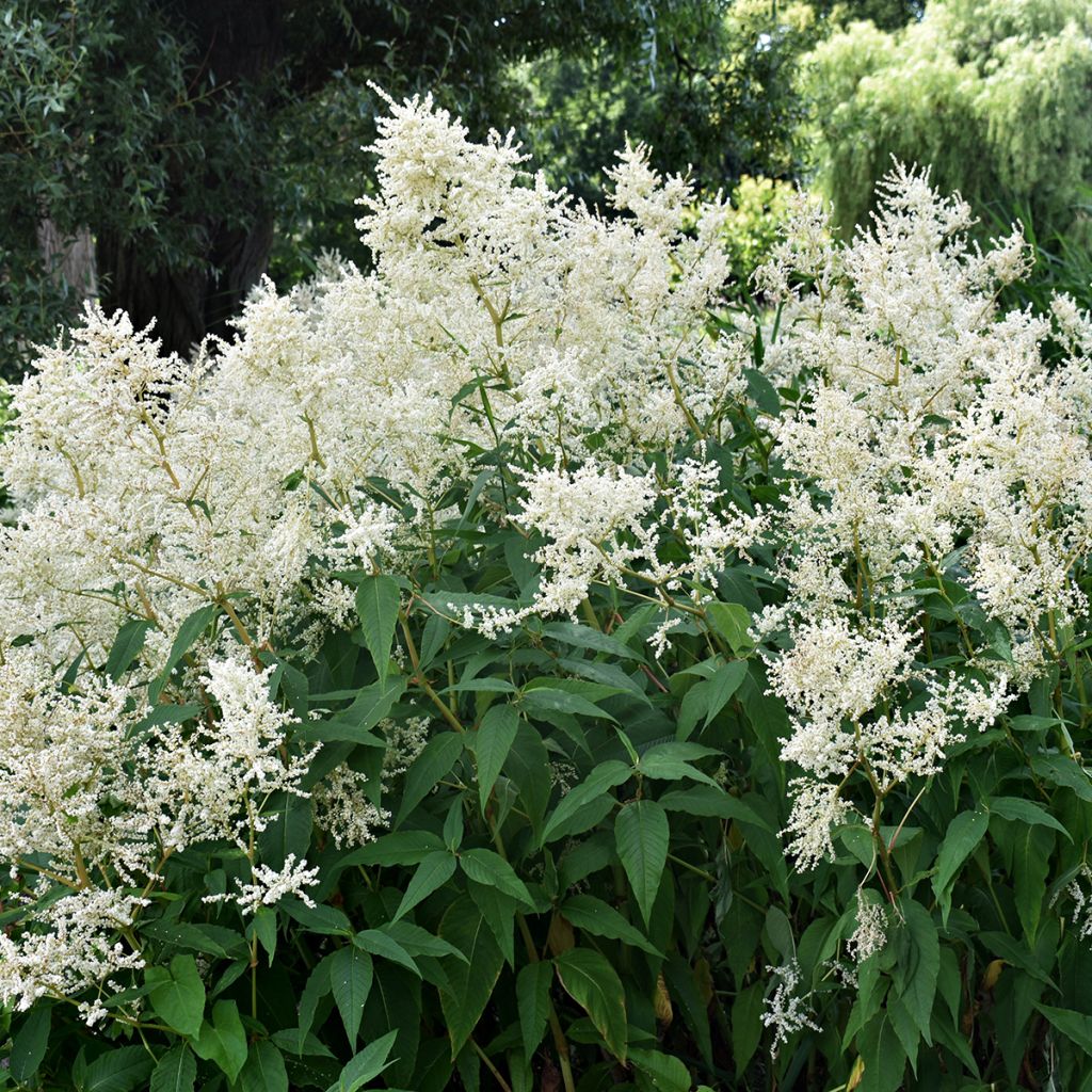 Astilbe Deutschland