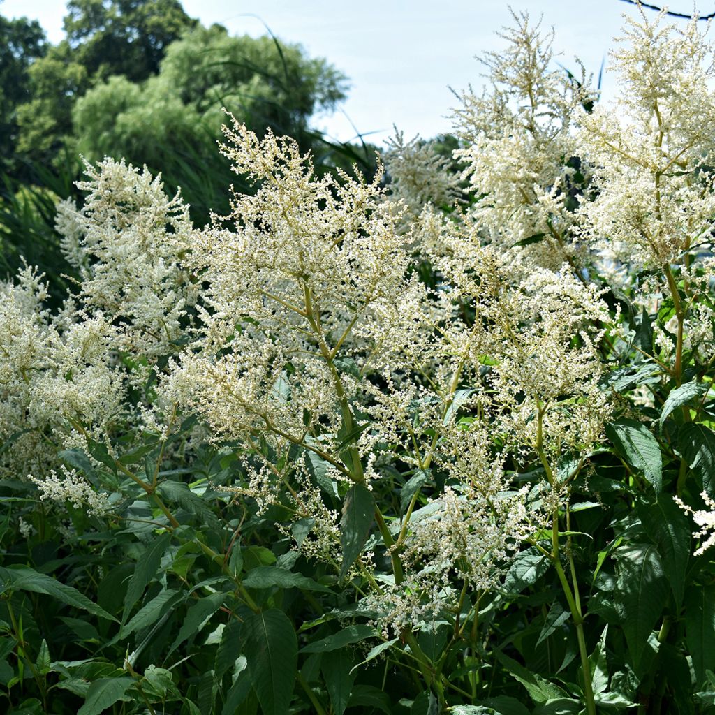 Astilbe Deutschland