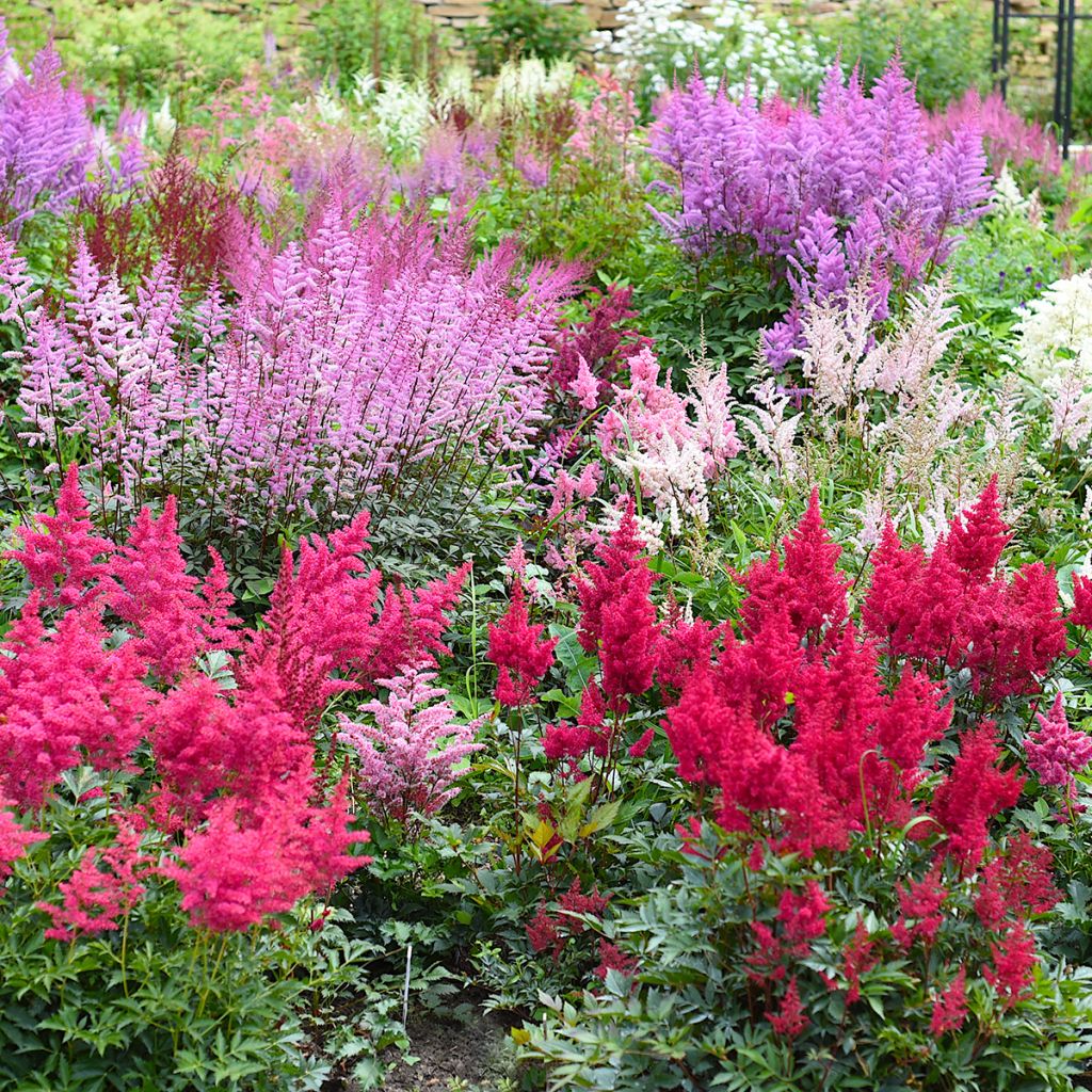 Astilbe Montgomery