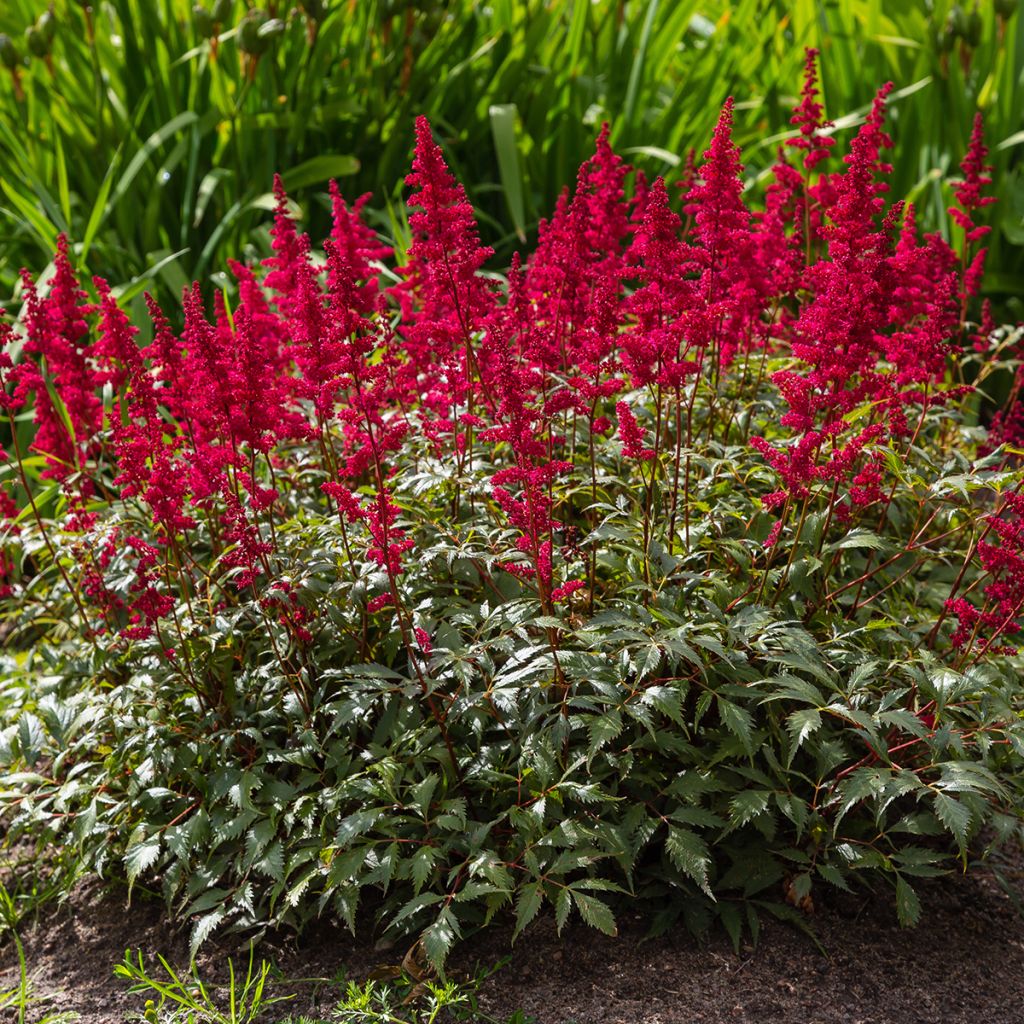 Astilbe japonica 'Red Sentinel'