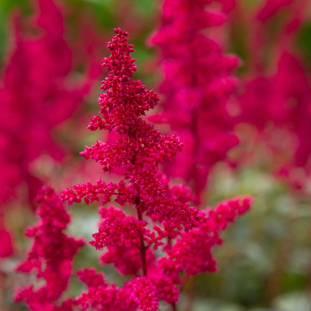 Astilbe japonica 'Red Sentinel'