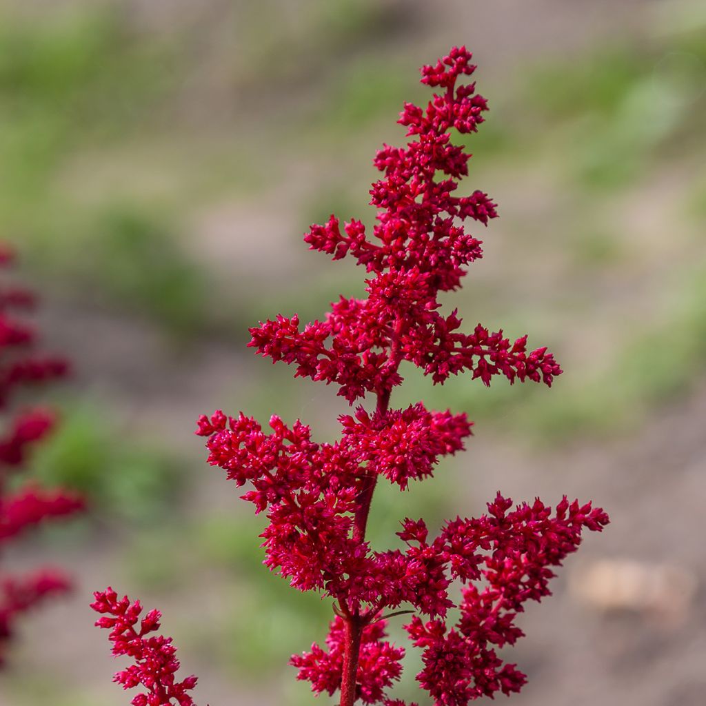 Astilbe japonica 'Red Sentinel'