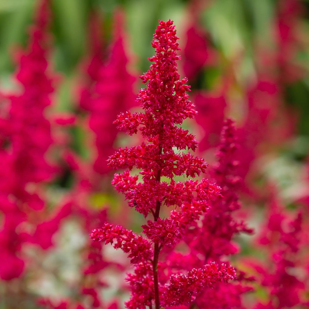 Astilbe japonica 'Red Sentinel'