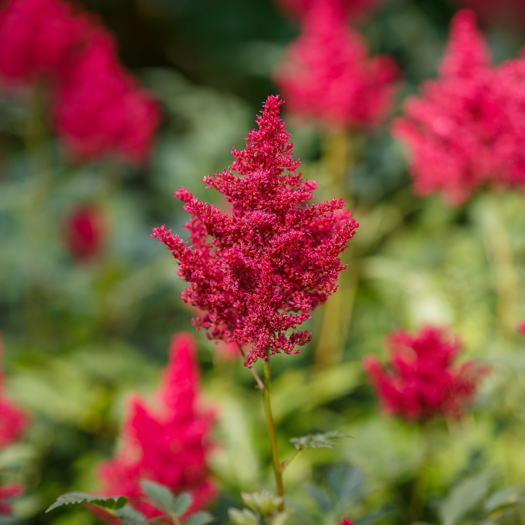 Astilbe japonica 'Red Sentinel'