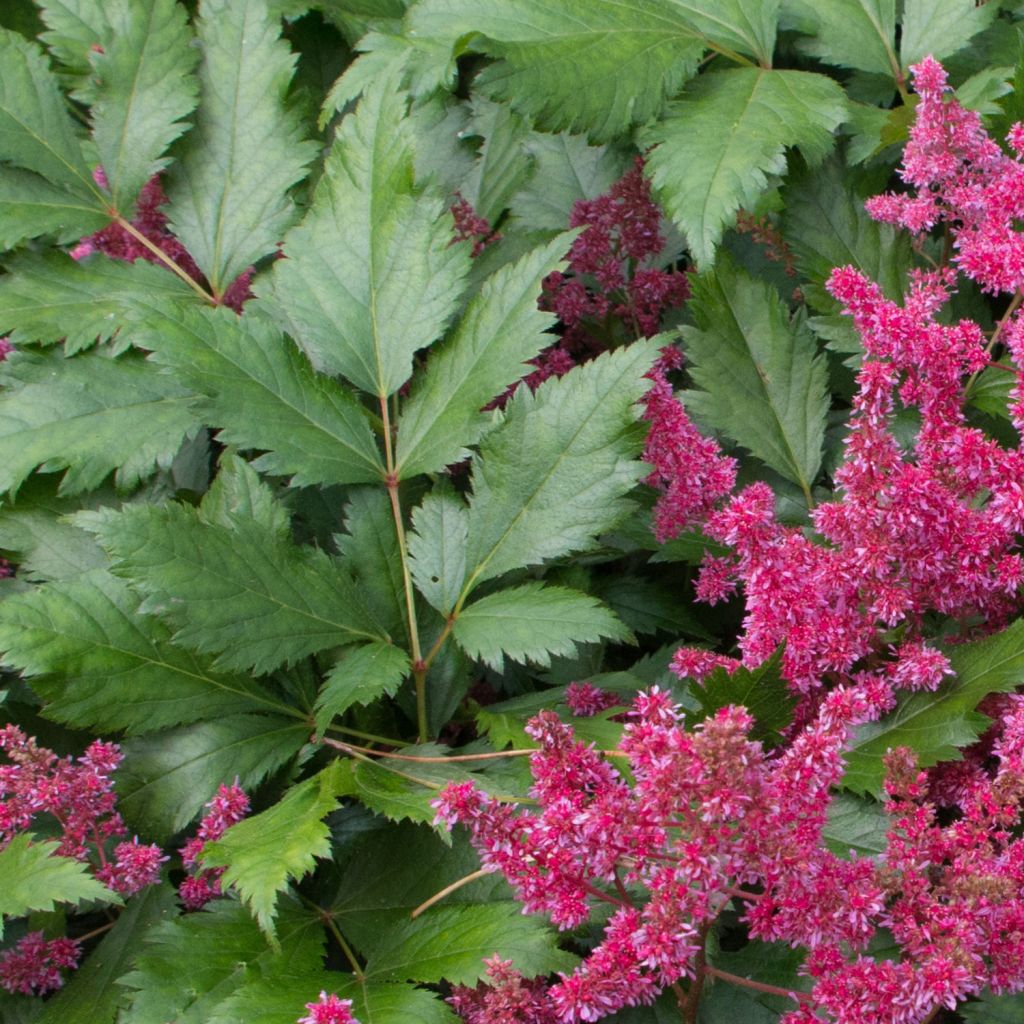 Astilbe japonica Red Sentinel - Astilbe du Japon Red Sentinel 