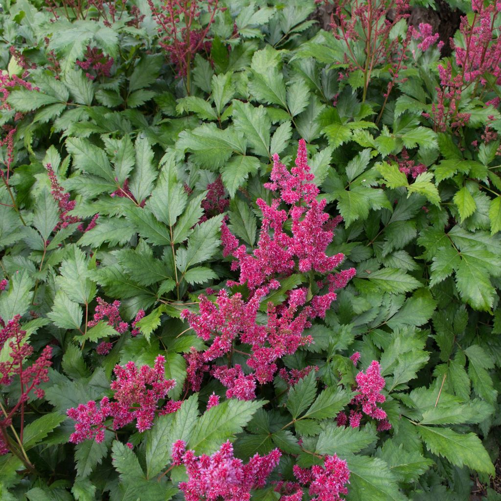 Astilbe japonica Red Sentinel - Astilbe du Japon Red Sentinel 