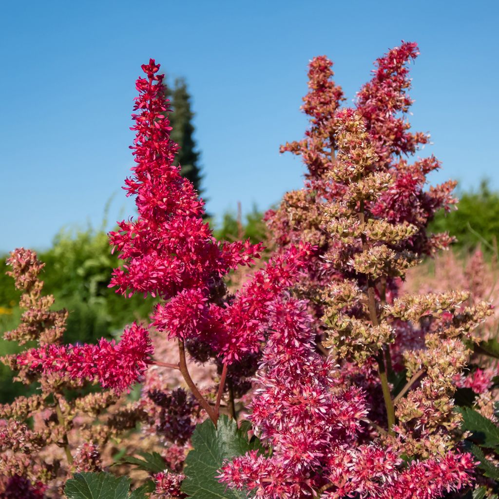 Astilbe japonica 'Vesuvius'