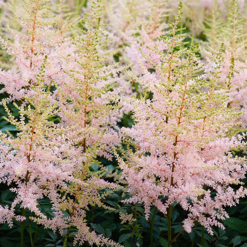 Astilbe Hennie Graafland - False Spirea