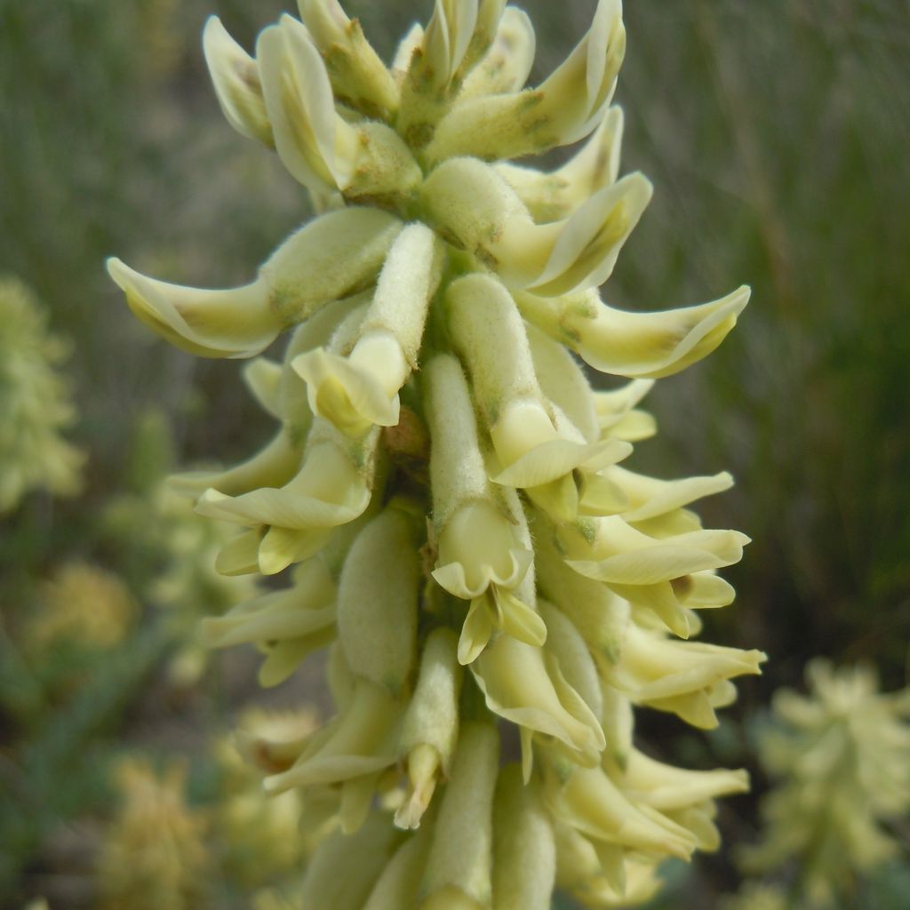 Astragalus canadensis