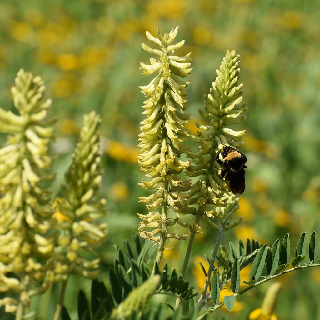 Astragalus canadensis - Canadian Milkvetch